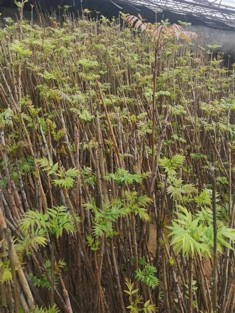 香椿树的种植|蔬菜种植｜香椿种植的小技